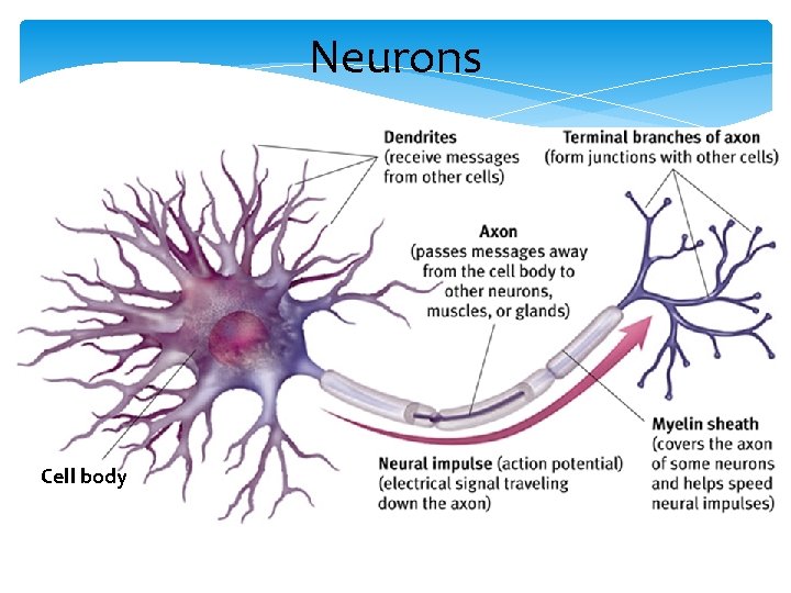 Neurons Cell body 