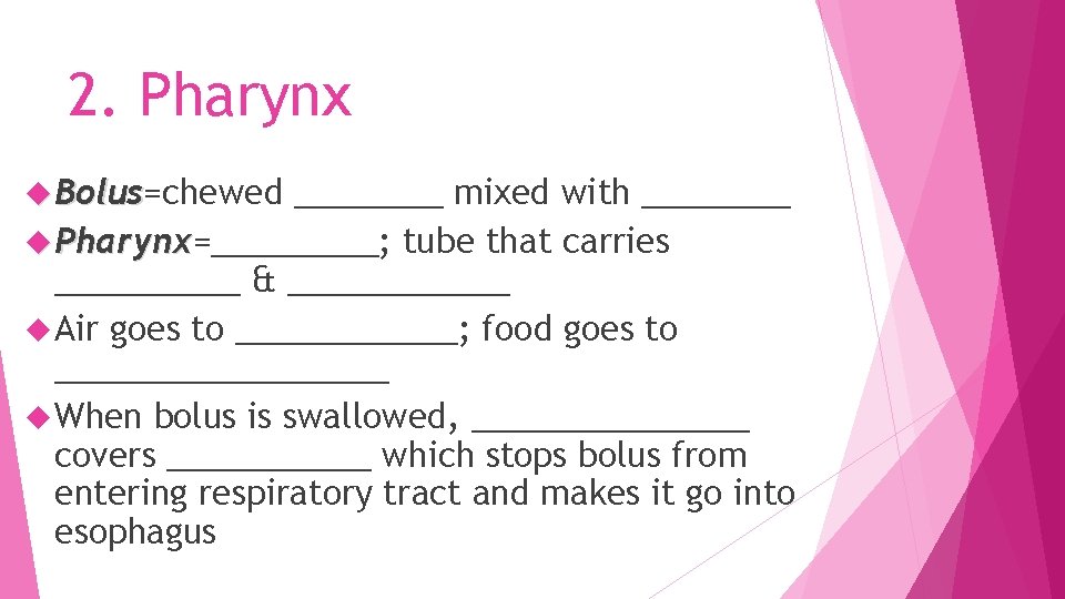 2. Pharynx Bolus=chewed Bolus ____ mixed with ____ Pharynx=_____; tube that carries Pharynx _____