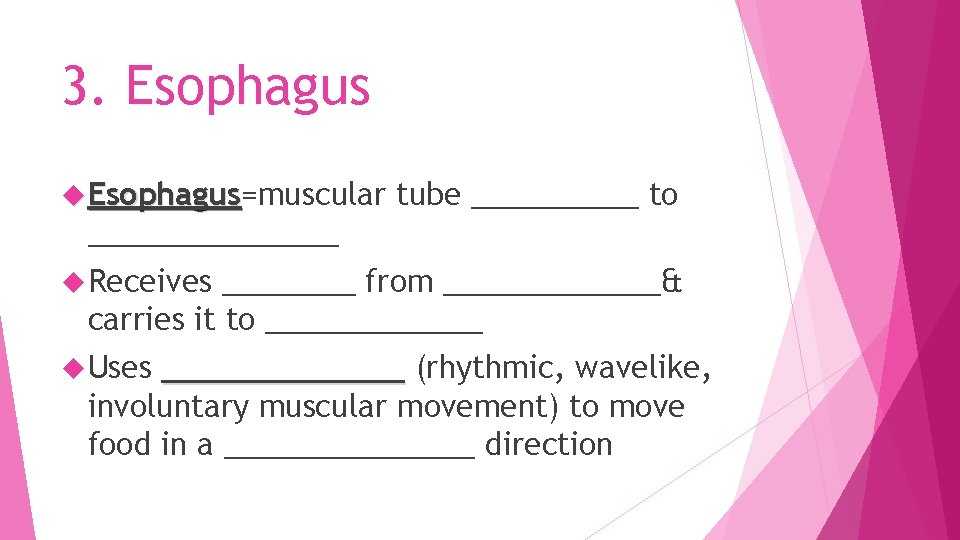 3. Esophagus=muscular Esophagus tube _____ to ________ Receives ____ from _______& carries it to