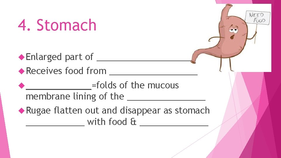 4. Stomach Enlarged part of __________ Receives food from _________ ______=folds ______ of the