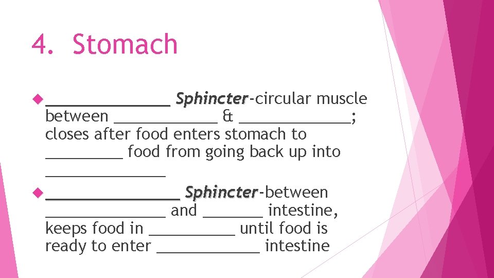 4. Stomach _______ Sphincter-circular muscle Sphincter between ______ & _______; closes after food enters