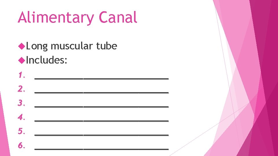 Alimentary Canal Long muscular tube Includes: 1. ___________ 2. ___________ 3. ___________ 4. ___________