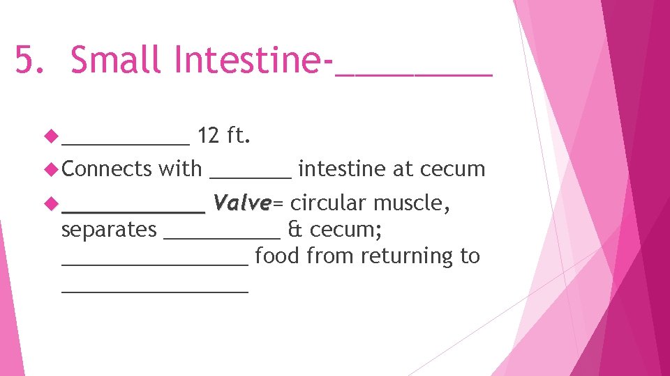 5. Small Intestine-____ ______ Connects 12 ft. with _______ intestine at cecum ______ Valve=