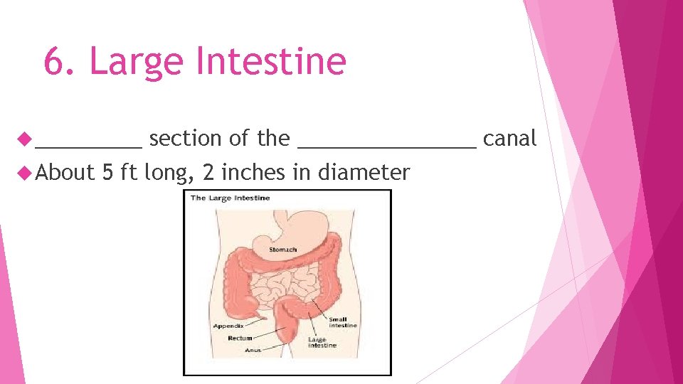 6. Large Intestine _____ About section of the ________ canal 5 ft long, 2