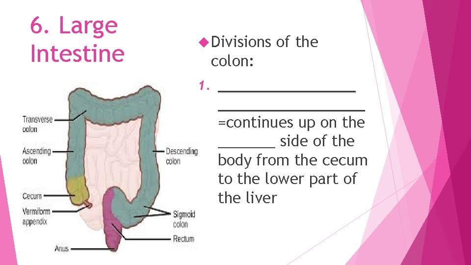 6. Large Intestine Divisions of the colon: 1. ________________ =continues up on the _______