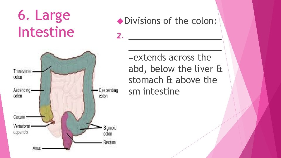 6. Large Intestine Divisions 2. of the colon: _________________ =extends across the abd, below