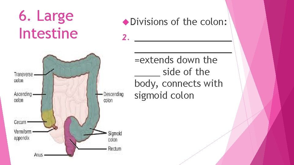 6. Large Intestine Divisions 2. of the colon: _________________ =extends down the _____ side