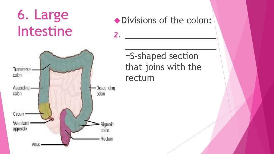 6. Large Intestine Divisions 2. of the colon: _________________ =S-shaped section that joins with