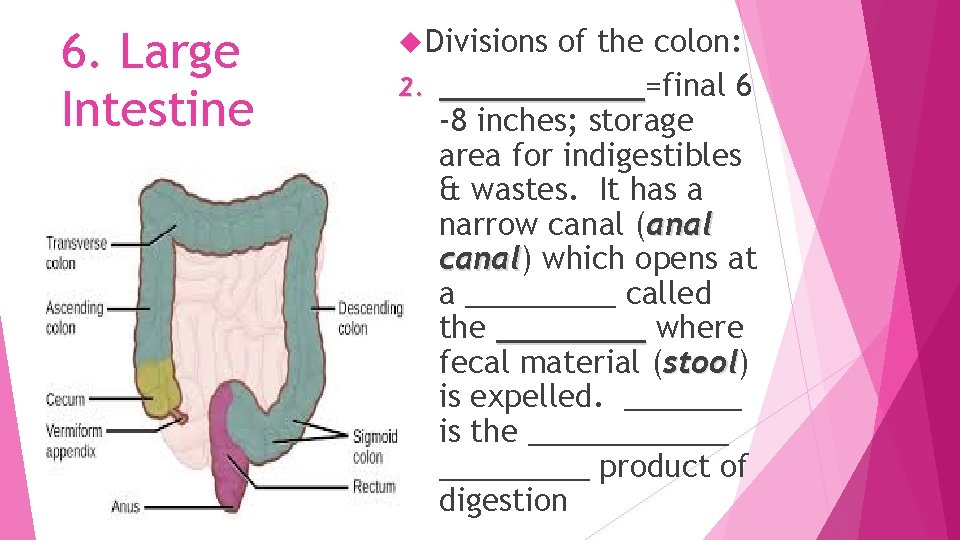 6. Large Intestine Divisions of the colon: 2. ______=final 6 ______ -8 inches; storage