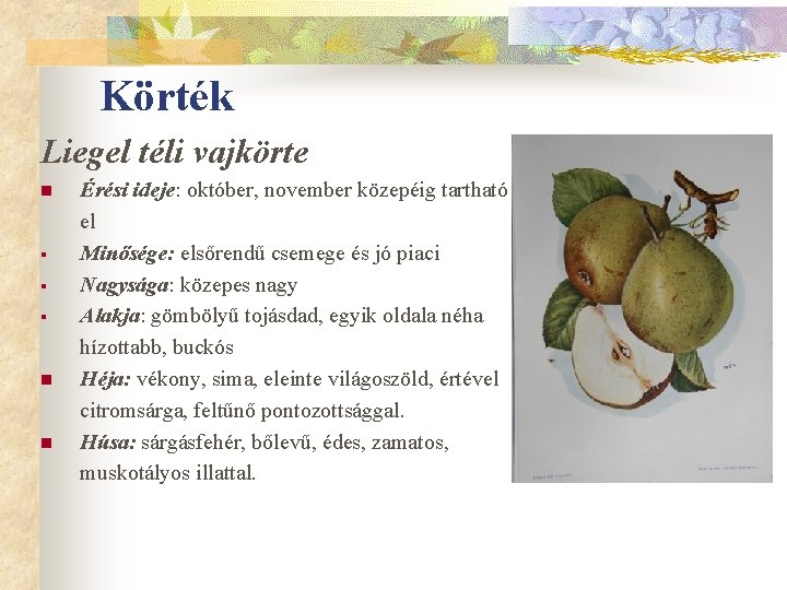 Körték Liegel téli vajkörte n § § § n n Érési ideje: október, november