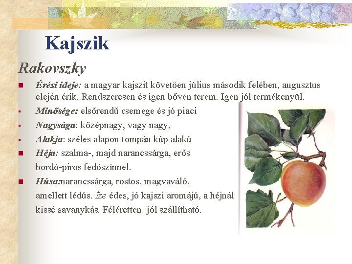 Kajszik Rakovszky n § § § n n Érési ideje: a magyar kajszit követően