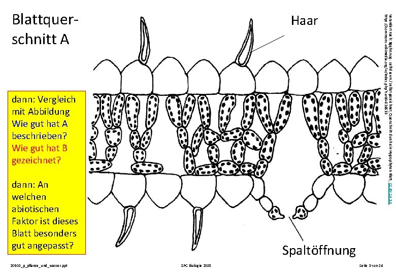 Blattquerschnitt A Verändert nach: Bgqhrsnog - self-drawn / selbst gezeichnet, Querschnitt durch ein Hygrophyten-Blatt,