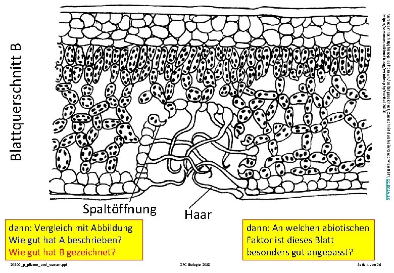 Blattquerschnitt B Verändert nach Bgqhrsnog - self-drawn / selbst gezeichnet, Querschnitt durch ein Xerophyten-Blatt, Blattquerschnitt B Verändert nach Bgqhrsnog - self-drawn / selbst gezeichnet, Querschnitt durch ein Xerophyten-Blatt,