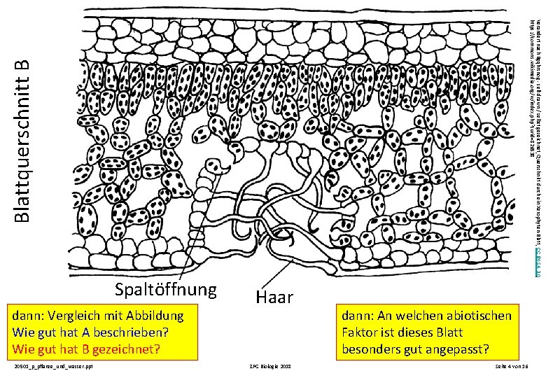 Blattquerschnitt B Verändert nach Bgqhrsnog - self-drawn / selbst gezeichnet, Querschnitt durch ein Xerophyten-Blatt,