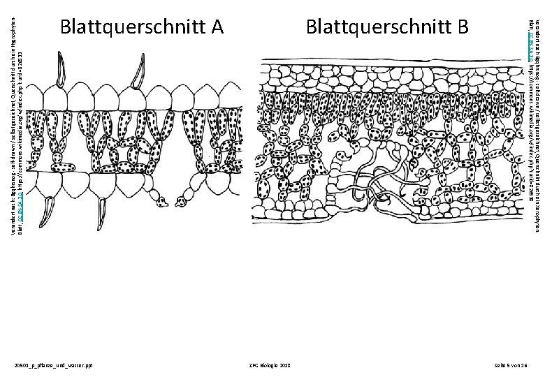 Verändert nach: Bgqhrsnog - self-drawn / selbst gezeichnet, Querschnitt durch ein Hygrophyten. Blatt, CC Verändert nach: Bgqhrsnog - self-drawn / selbst gezeichnet, Querschnitt durch ein Hygrophyten. Blatt, CC