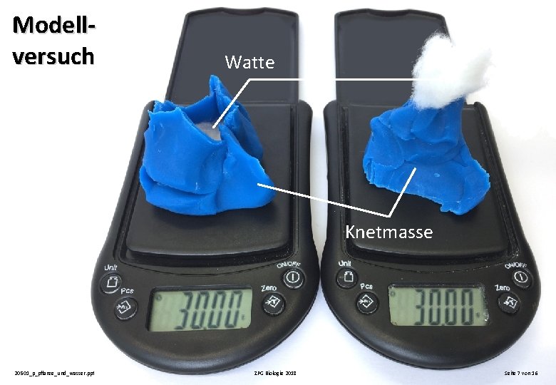 Modellversuch Watte Knetmasse 20501_p_pflanze_und_wasser. ppt ZPG Biologie 2018 Seite 7 von 16 Modellversuch Watte Knetmasse 20501_p_pflanze_und_wasser. ppt ZPG Biologie 2018 Seite 7 von 16