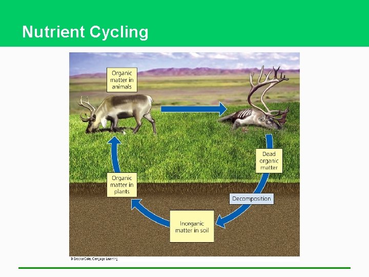 Nutrient Cycling 