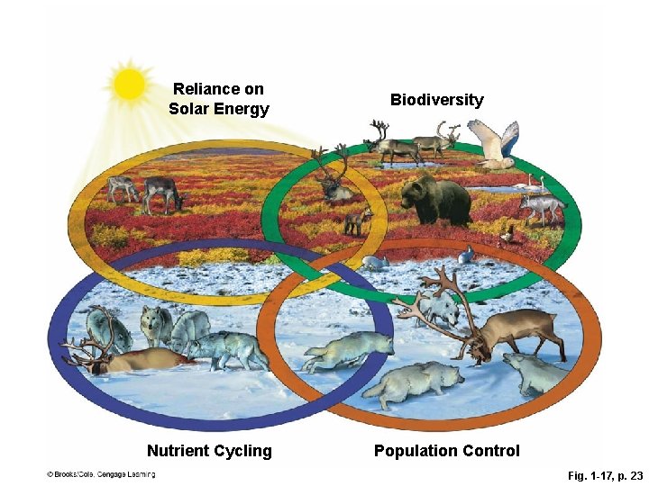 Reliance on Solar Energy Nutrient Cycling Biodiversity Population Control Fig. 1 -17, p. 23