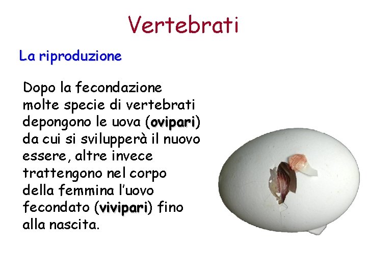 Vertebrati La riproduzione Dopo la fecondazione molte specie di vertebrati depongono le uova (ovipari)