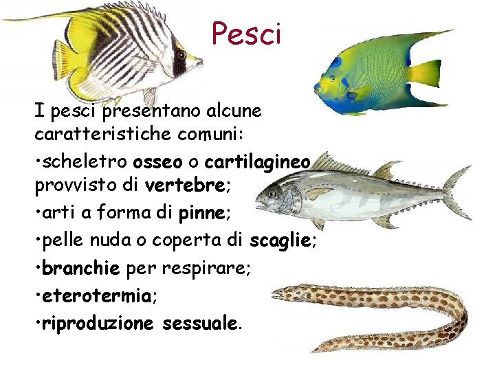 Pesci I pesci presentano alcune caratteristiche comuni: • scheletro osseo o cartilagineo provvisto di