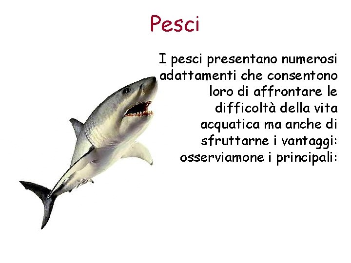 Pesci I pesci presentano numerosi adattamenti che consentono loro di affrontare le difficoltà della