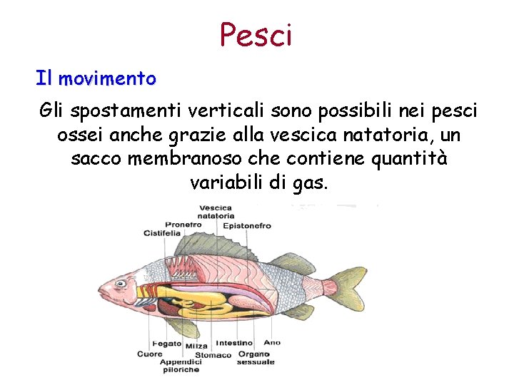 Pesci Il movimento Gli spostamenti verticali sono possibili nei pesci ossei anche grazie alla