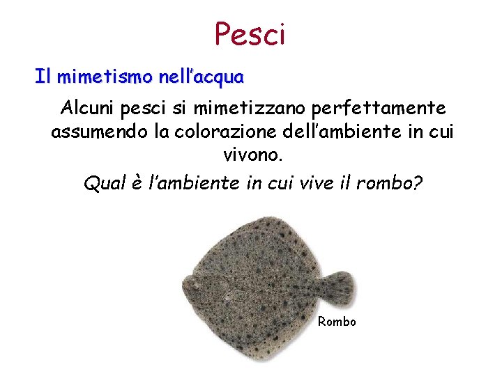 Pesci Il mimetismo nell’acqua Alcuni pesci si mimetizzano perfettamente assumendo la colorazione dell’ambiente in