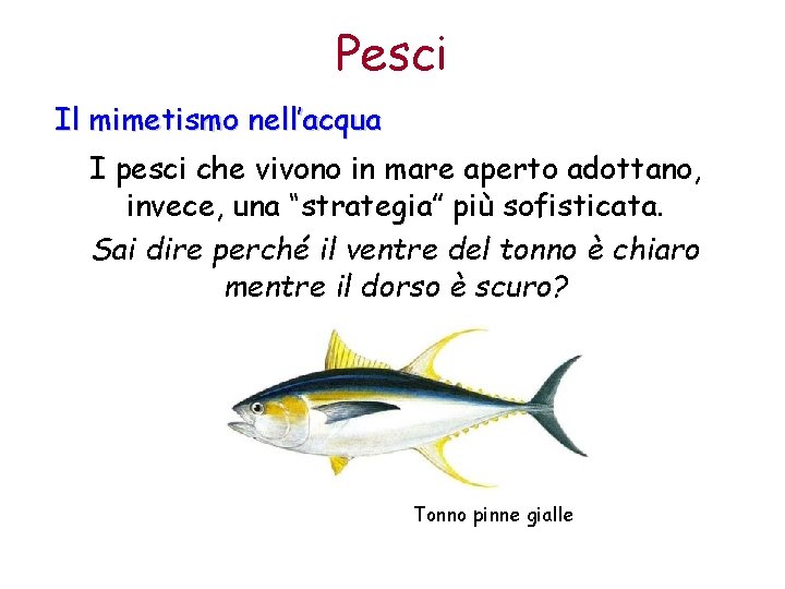 Pesci Il mimetismo nell’acqua I pesci che vivono in mare aperto adottano, invece, una