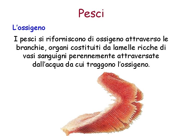 Pesci L’ossigeno I pesci si riforniscono di ossigeno attraverso le branchie, organi costituiti da
