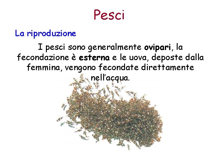 Pesci La riproduzione I pesci sono generalmente ovipari, la fecondazione è esterna e le