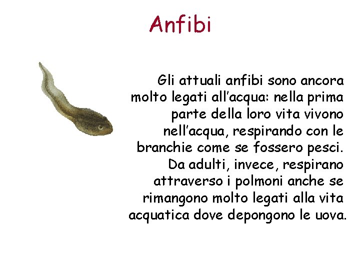 Anfibi Gli attuali anfibi sono ancora molto legati all’acqua: nella prima parte della loro