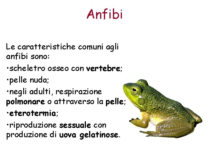 Anfibi Le caratteristiche comuni agli anfibi sono: • scheletro osseo con vertebre; • pelle