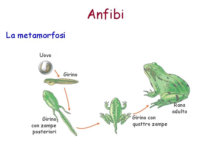 Anfibi La metamorfosi 