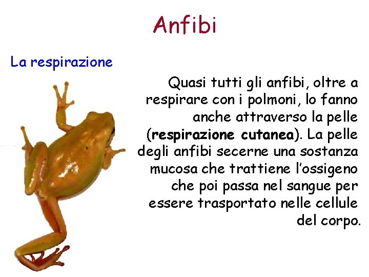 Anfibi La respirazione Quasi tutti gli anfibi, oltre a respirare con i polmoni, lo