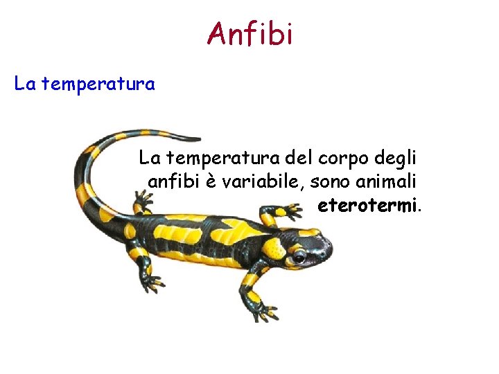 Anfibi La temperatura del corpo degli anfibi è variabile, sono animali eterotermi. 