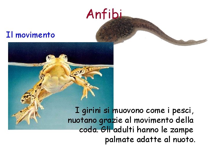 Anfibi Il movimento I girini si muovono come i pesci, nuotano grazie al movimento