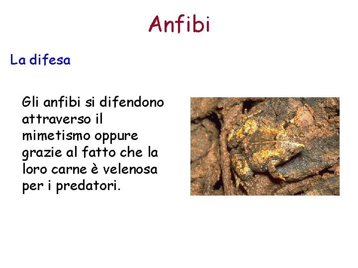 Anfibi La difesa Gli anfibi si difendono attraverso il mimetismo oppure grazie al fatto