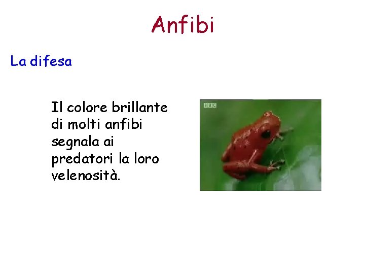 Anfibi La difesa Il colore brillante di molti anfibi segnala ai predatori la loro