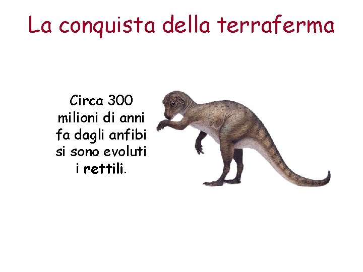 La conquista della terraferma Circa 300 milioni di anni fa dagli anfibi si sono