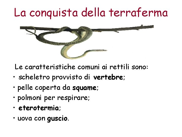 La conquista della terraferma Le caratteristiche comuni ai rettili sono: • scheletro provvisto di