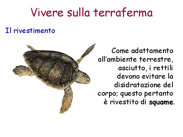 Vivere sulla terraferma Il rivestimento Come adattamento all’ambiente terrestre, asciutto, i rettili devono evitare