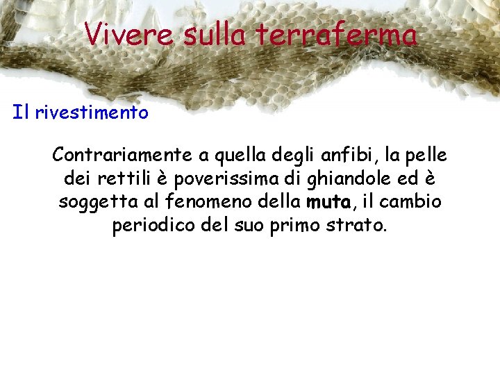 Vivere sulla terraferma Il rivestimento Contrariamente a quella degli anfibi, la pelle dei rettili