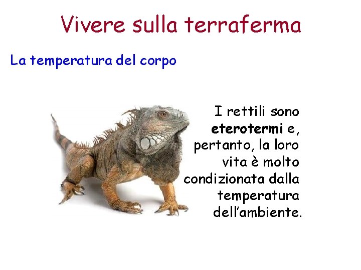 Vivere sulla terraferma La temperatura del corpo I rettili sono eterotermi e, pertanto, la