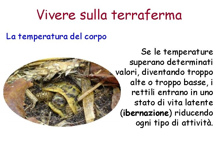 Vivere sulla terraferma La temperatura del corpo Se le temperature superano determinati valori, diventando