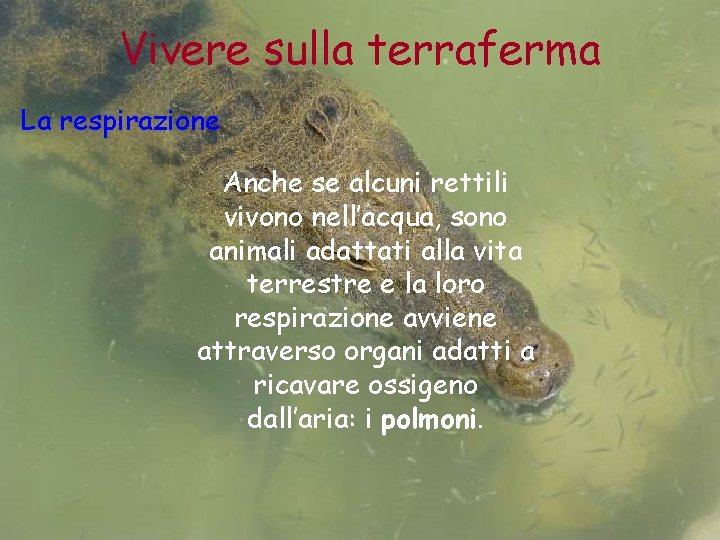 Vivere sulla terraferma La respirazione Anche se alcuni rettili vivono nell’acqua, sono animali adattati