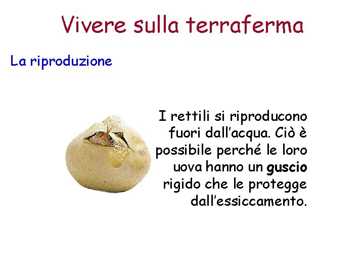 Vivere sulla terraferma La riproduzione I rettili si riproducono fuori dall’acqua. Ciò è possibile