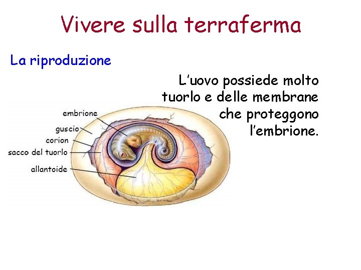 Vivere sulla terraferma La riproduzione L’uovo possiede molto tuorlo e delle membrane che proteggono