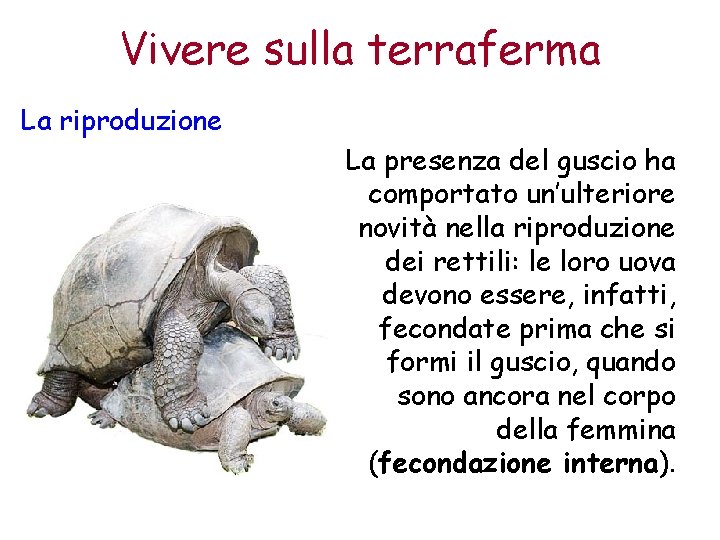 Vivere sulla terraferma La riproduzione La presenza del guscio ha comportato un’ulteriore novità nella