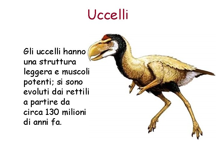 Uccelli Gli uccelli hanno una struttura leggera e muscoli potenti; si sono evoluti dai