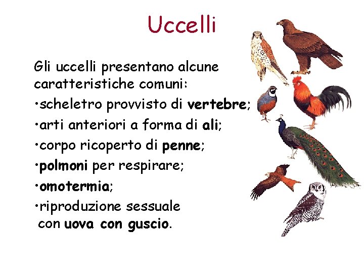 Uccelli Gli uccelli presentano alcune caratteristiche comuni: • scheletro provvisto di vertebre; • arti